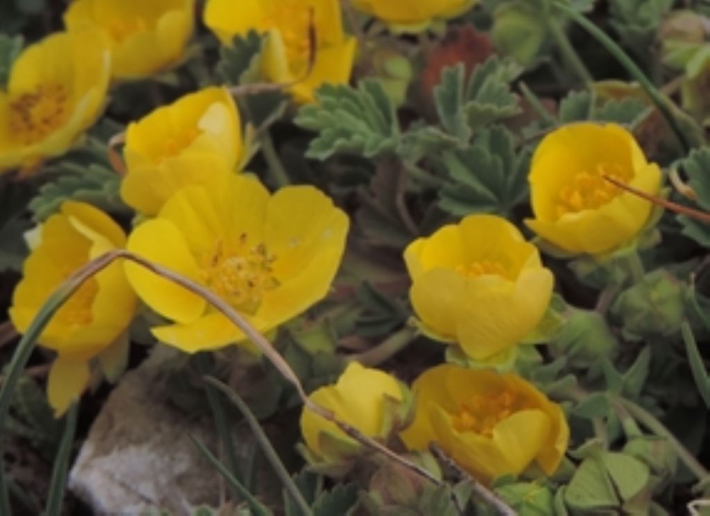 Potentilla incana